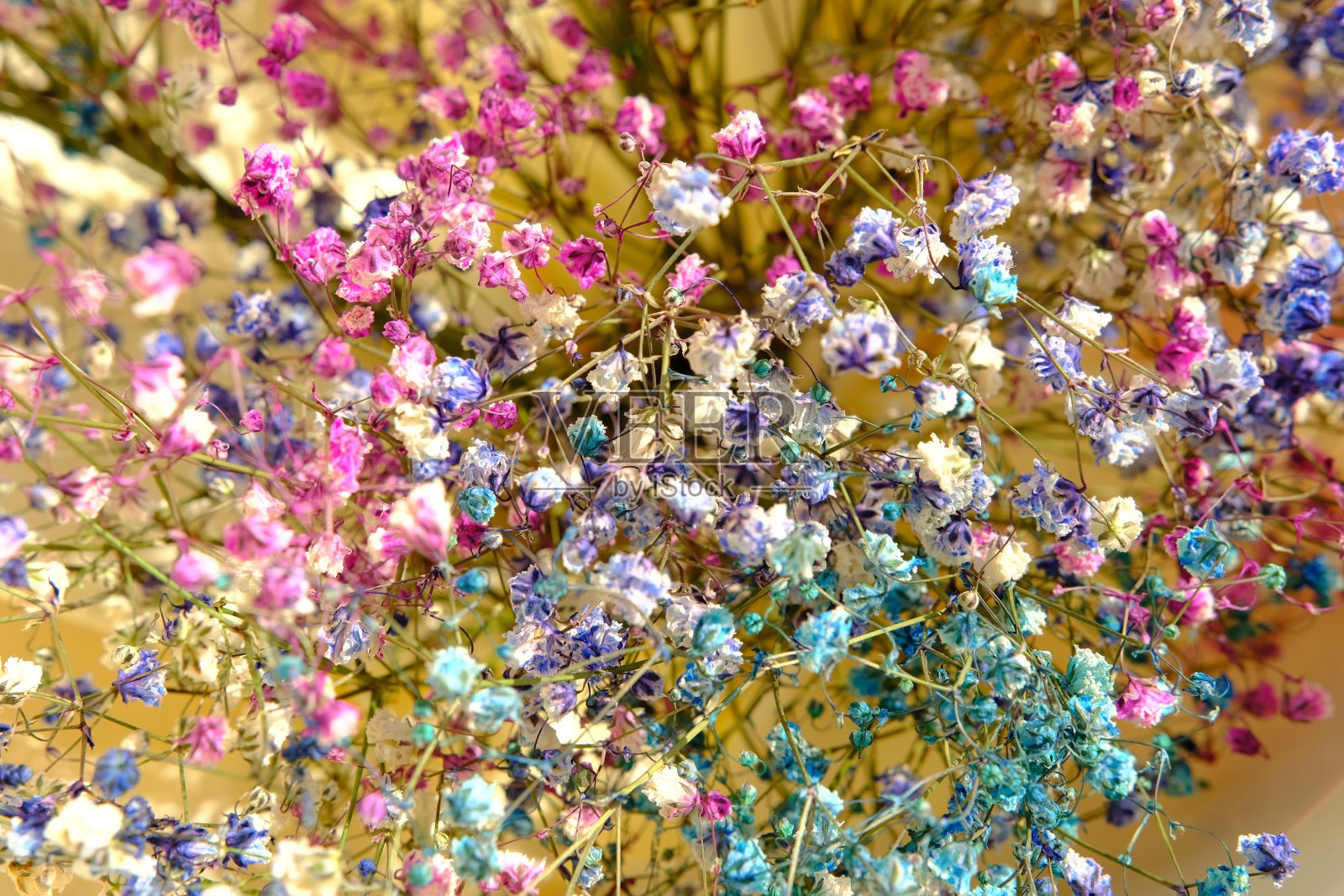 多色的gypsophila花特写特写,景深浅,微距中有蓝色的小彩色花。4 k。照片摄影图片