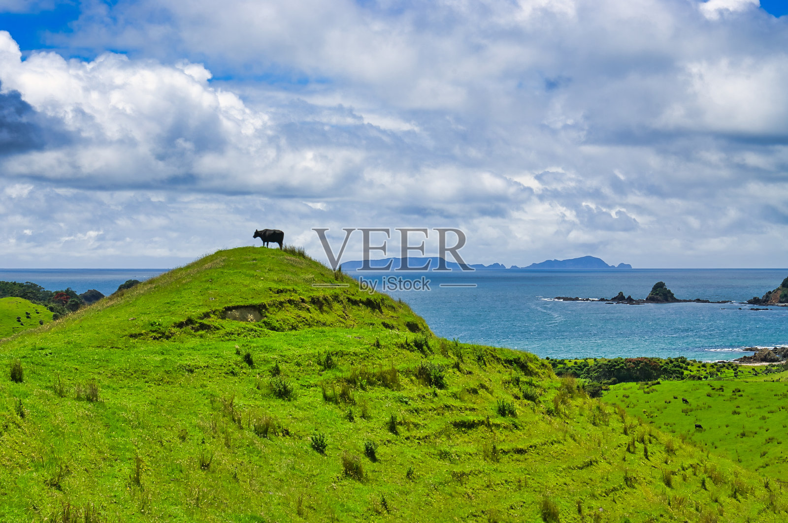山顶上的牛。绿色草地,大海和云景,北岛东海岸,新西兰。照片摄影图片