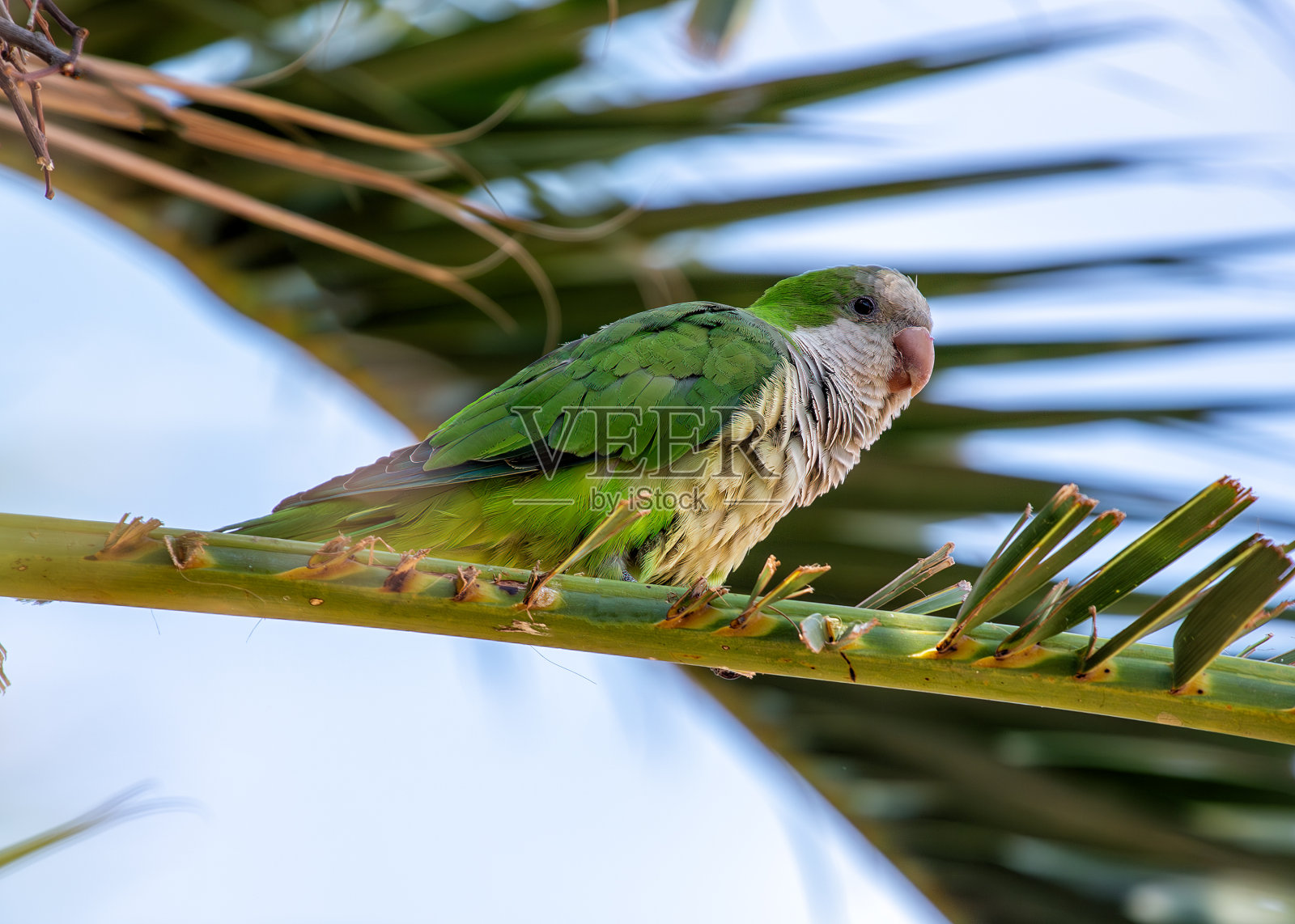 僧侣长尾小鹦鹉(Myiopsitta monachus) -入侵马德里的魅力照片摄影图片