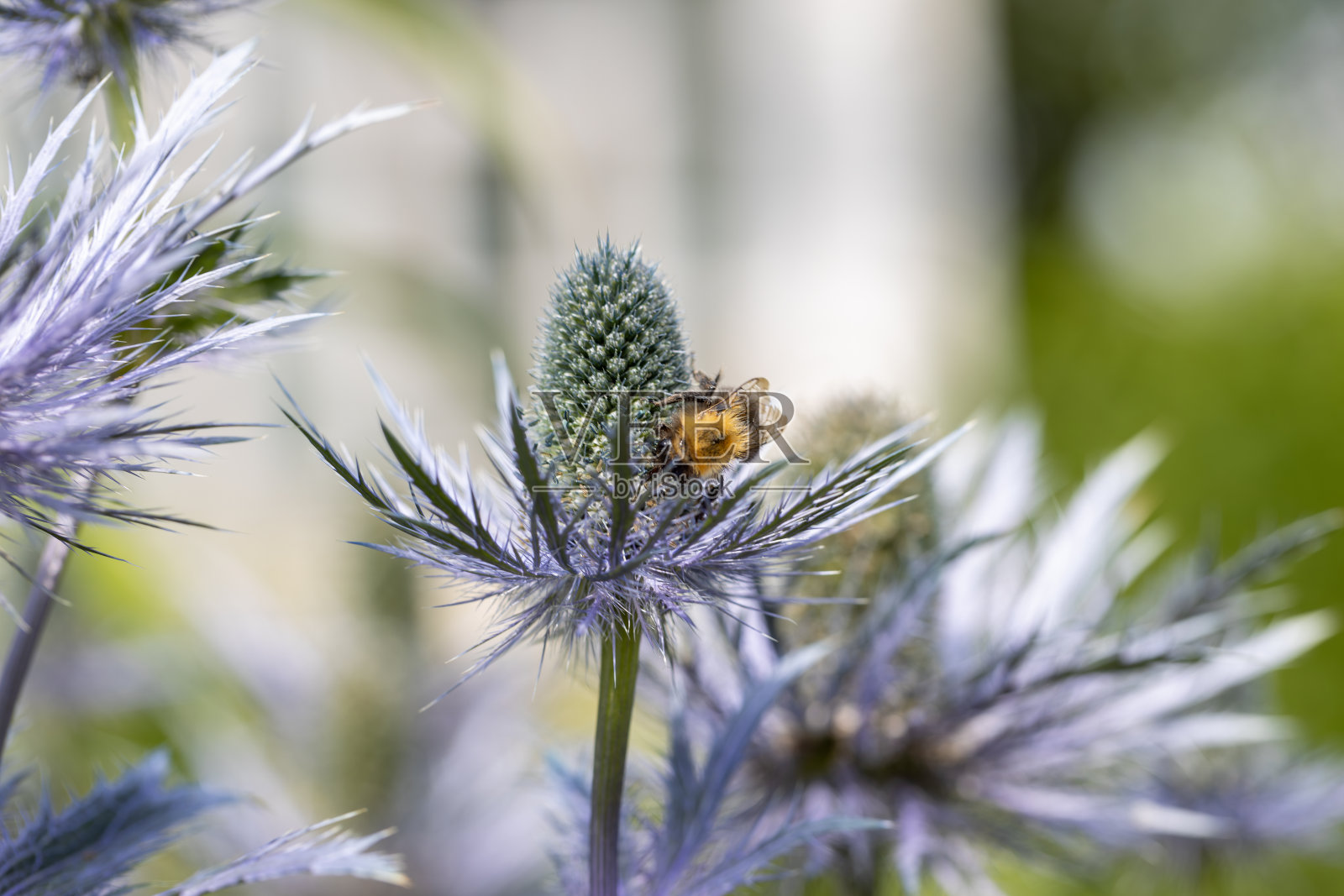 “蓝头彩”也被称为蓝海冬青照片摄影图片
