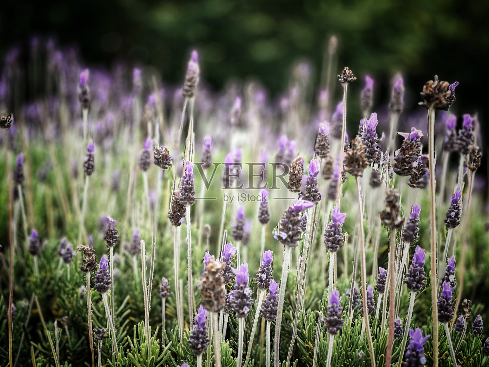 漂亮的薰衣草照片摄影图片