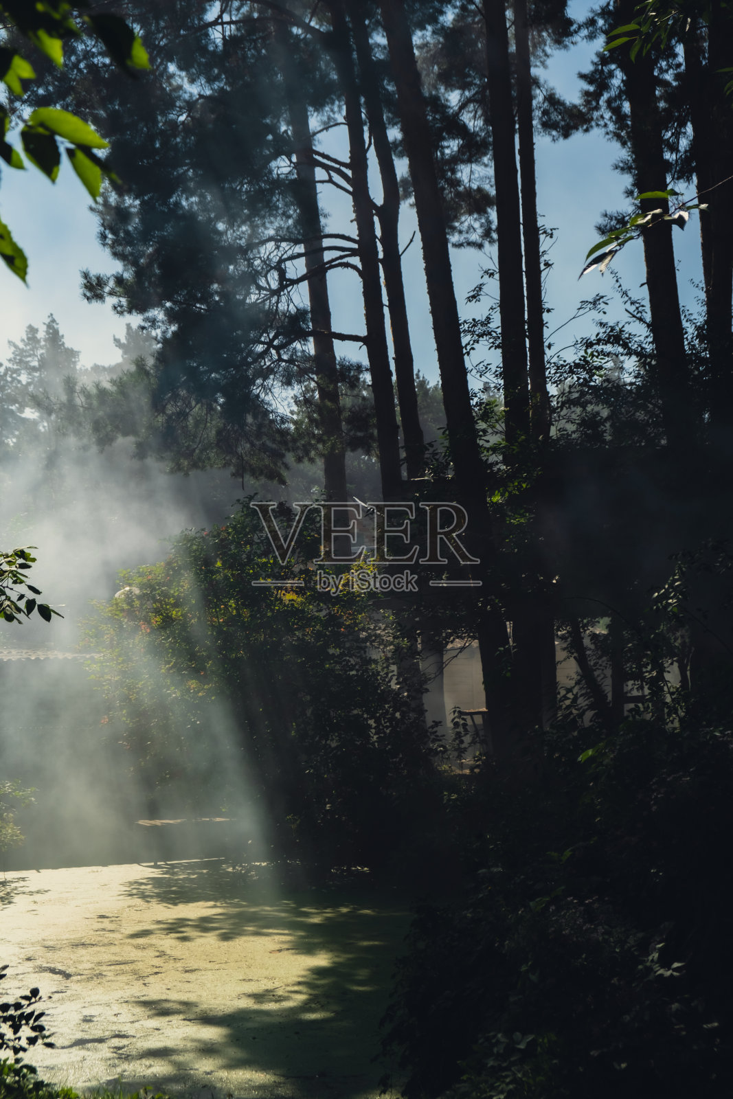 美丽的烟雾在树林里。阳光透过清晨的薄雾。魔法雾森林或公园。较深的阴影照片摄影图片