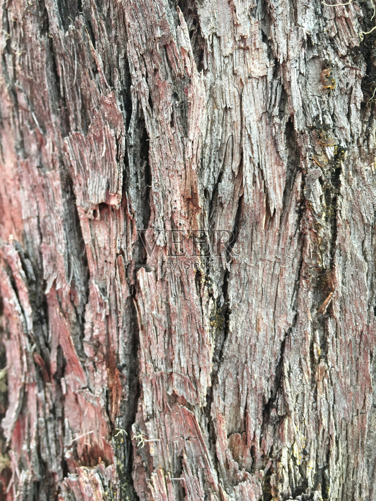 树的纹理照片摄影图片