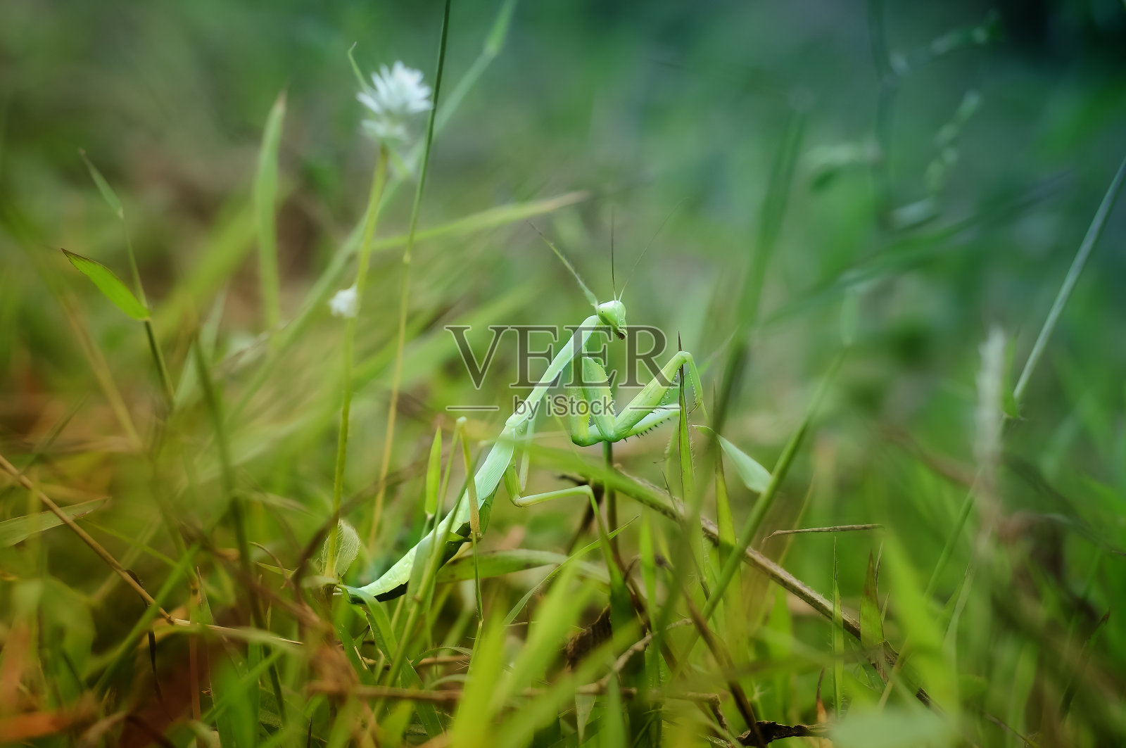 螳螂正爬在草叶上照片摄影图片