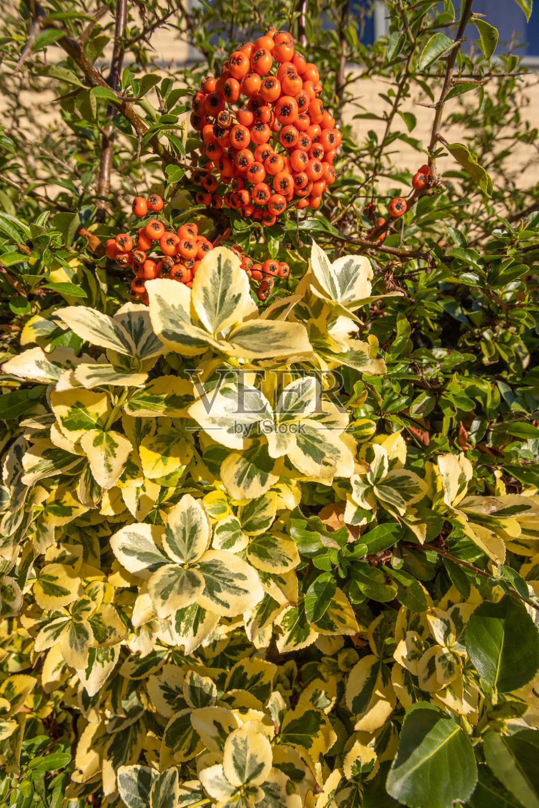 英国北约克郡哈罗盖特的日本卫矛照片摄影图片