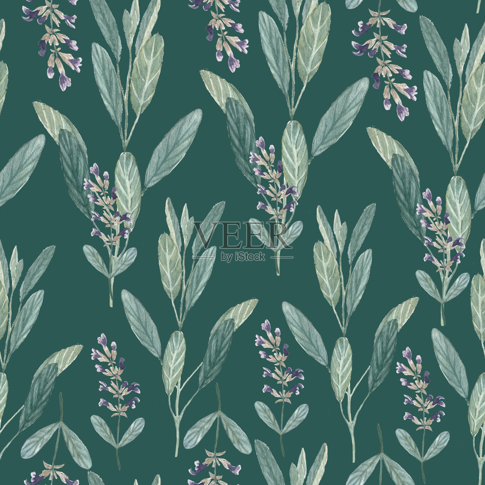 鼠尾草植物无缝图案在柔软的绿色夏季的颜色。手绘水彩画。高质量的插图包装精油,油输液,茶,壁纸,包装纸,纺织品插画图片素材