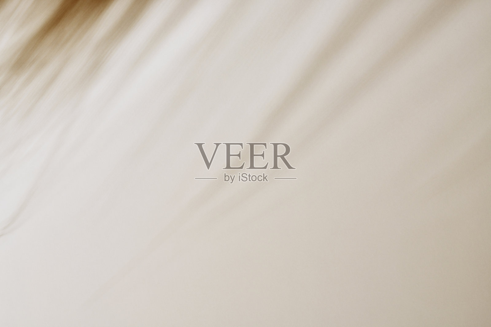 香槟色墙上叶子的灰色阴影照片摄影图片