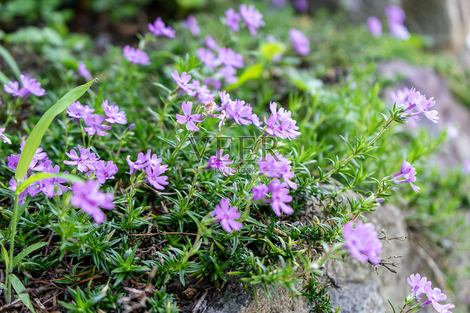 花照片摄影图片