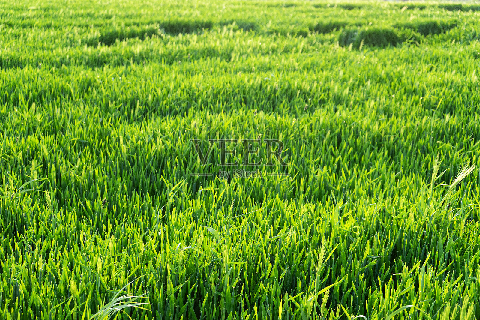 农业照片摄影图片