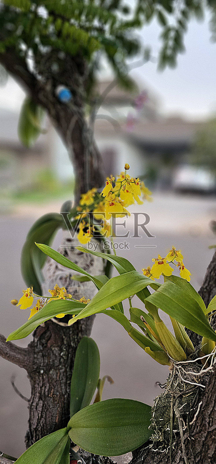 兰花黄色照片摄影图片