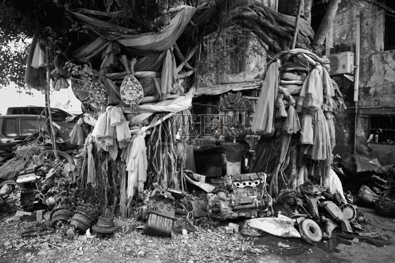 泰国曼谷的圣树照片摄影图片