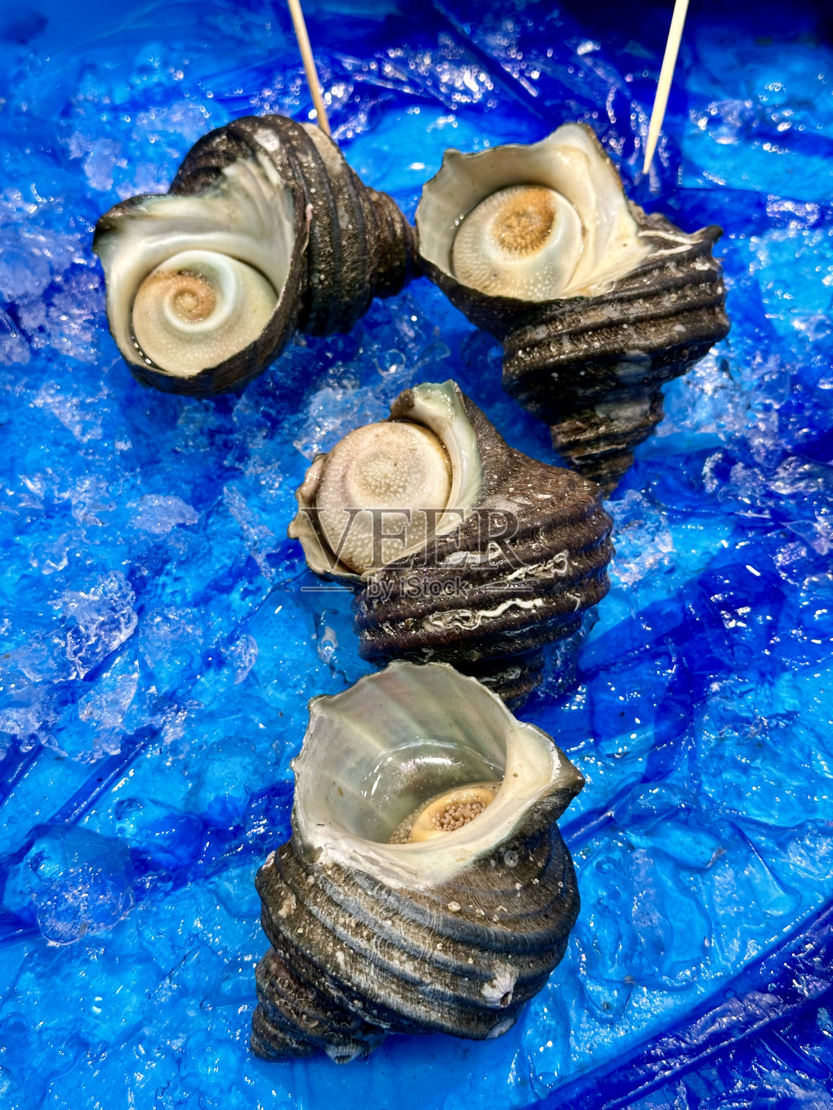 日本头巾壳照片摄影图片