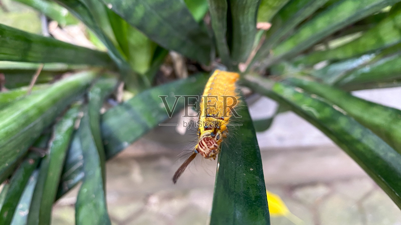 绿叶上的毛毛虫照片摄影图片