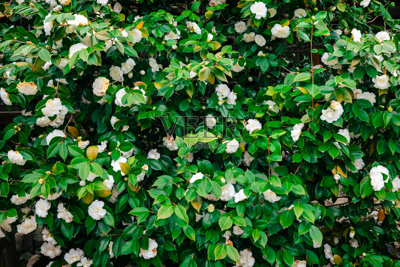 绿色灌木与白色花朵的完整纹理。照片摄影图片