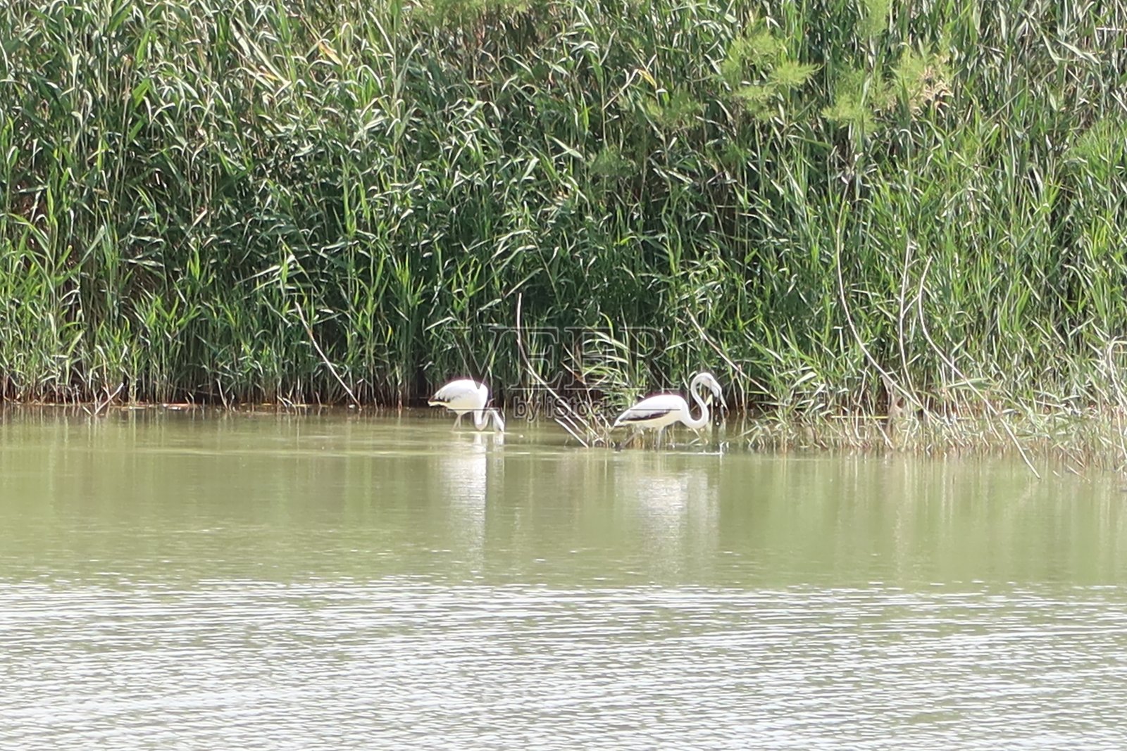 El Hondo自然公园,Crevillente,阿利坎特,西班牙(创意)照片摄影图片