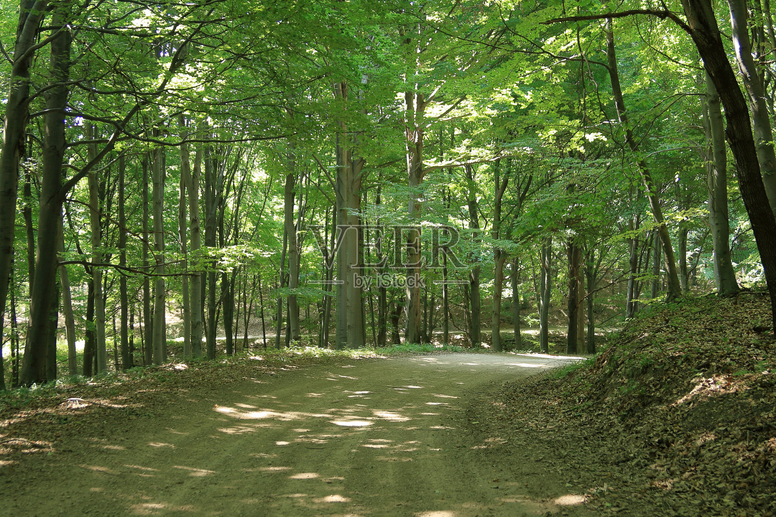 森林的路。照片摄影图片