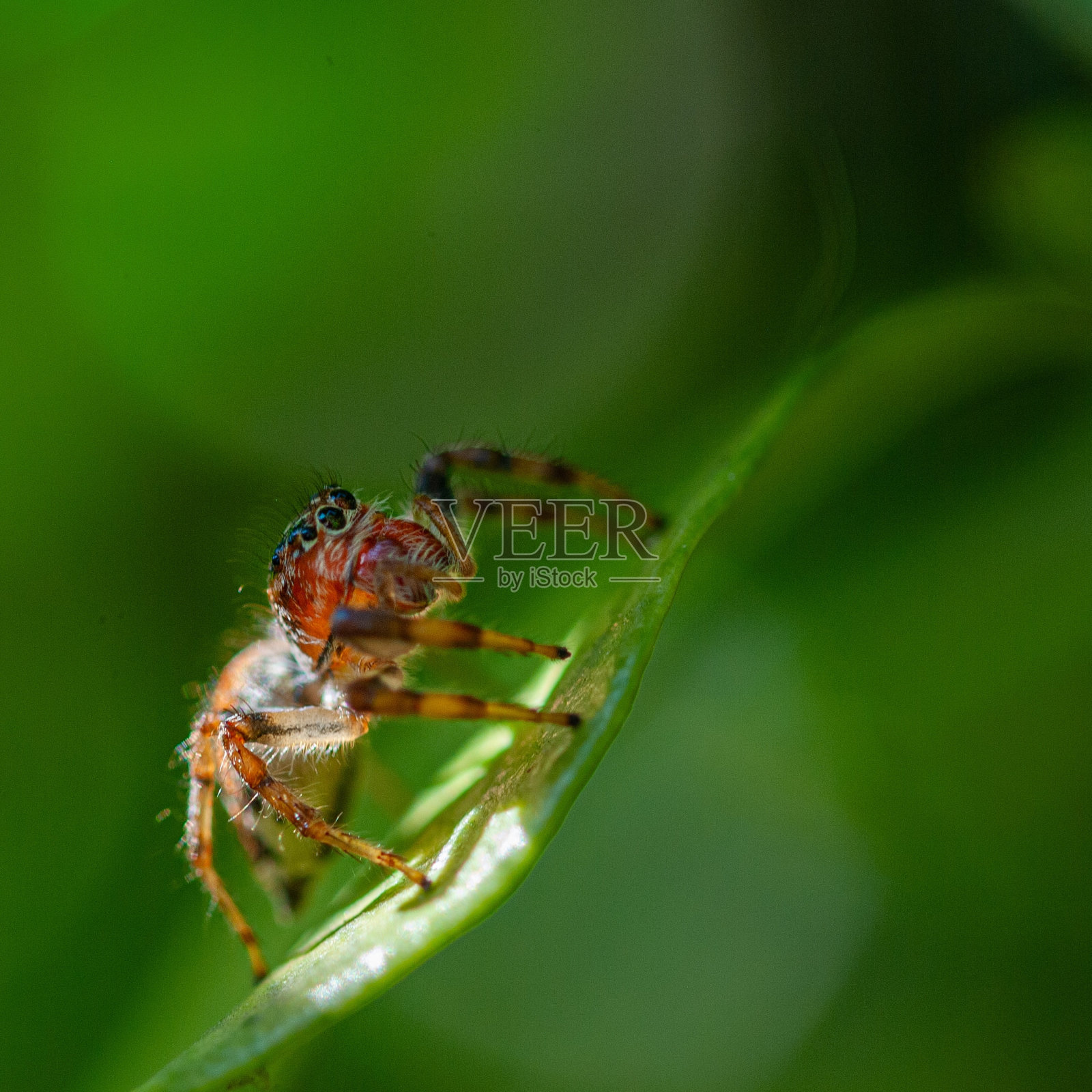 跳蛛科照片摄影图片