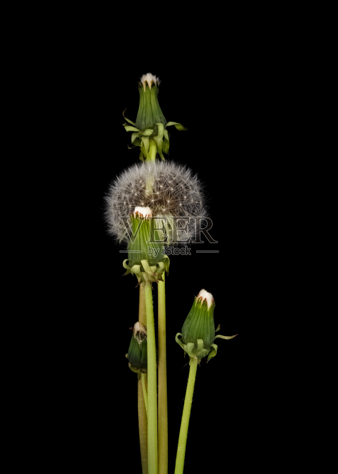 黑底蒲公英的种子。照片摄影图片