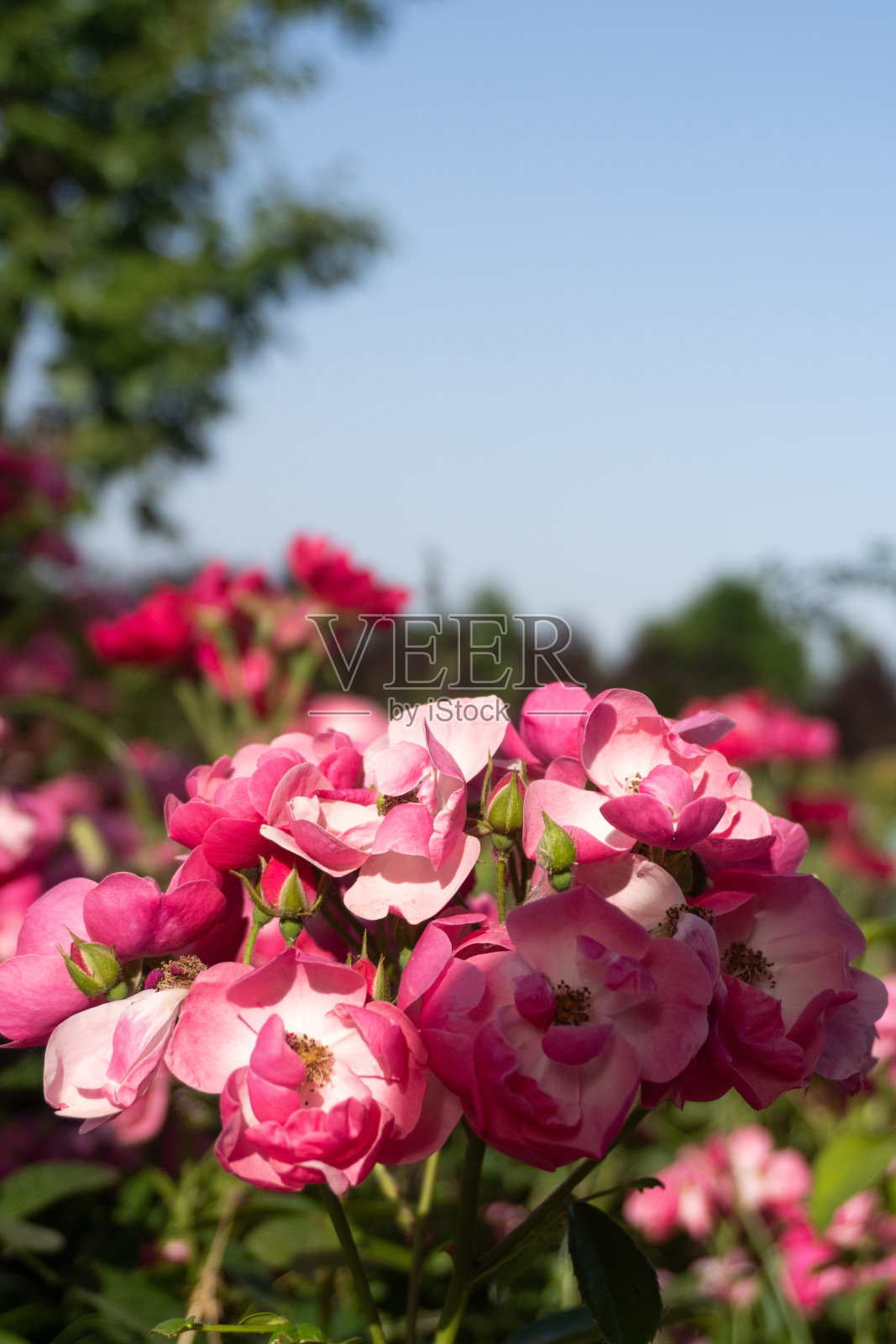 暖色花照片摄影图片