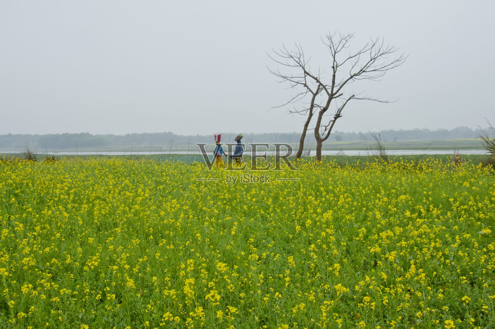 两个女人走过栽培的集束植物。照片摄影图片