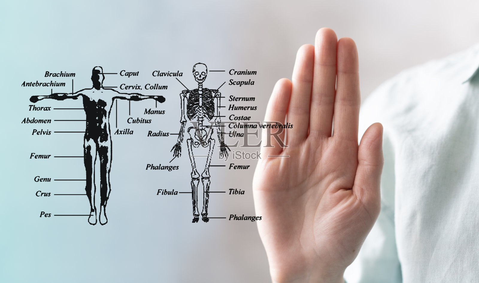 医学医生用现代计算机界面作为医学概念进行工作照片摄影图片