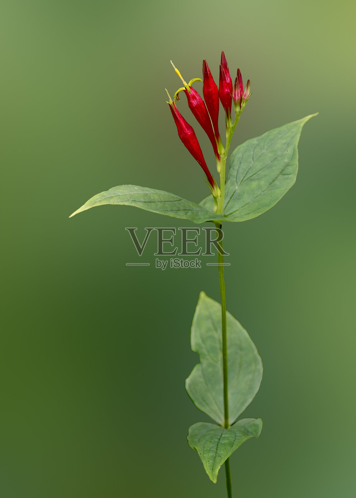 单茎印度粉红色,鲜艳的红色花朵和芽孤立在模糊的绿色背景。也被称为粉红根,是原产于北美东部潮湿的树林。照片摄影图片