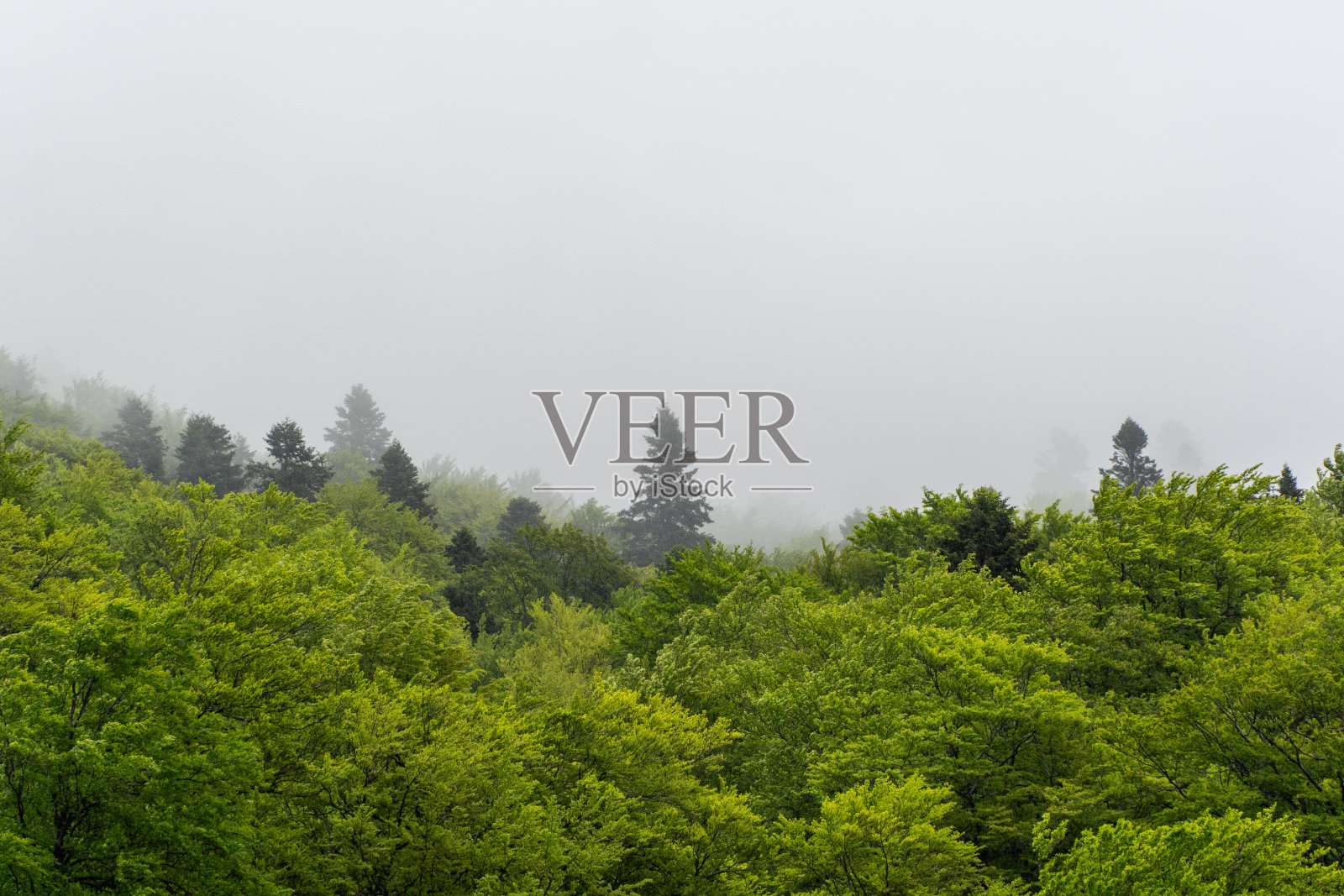 美丽的山景与冷杉树林照片摄影图片