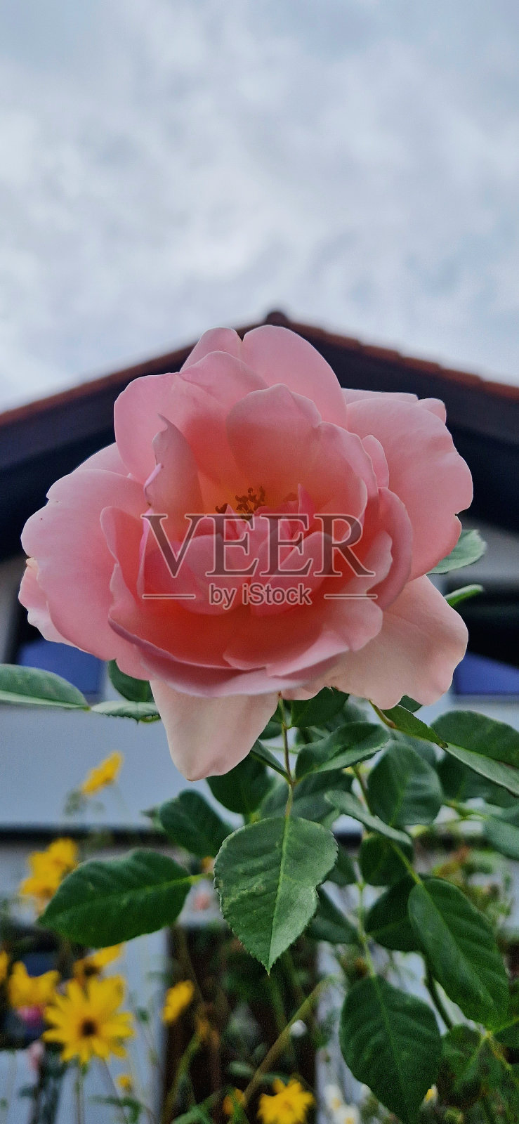 罗莎玫瑰照片摄影图片