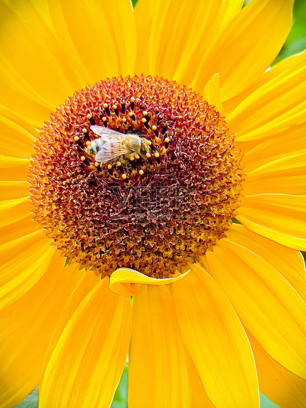 向日葵上的蜜蜂照片摄影图片