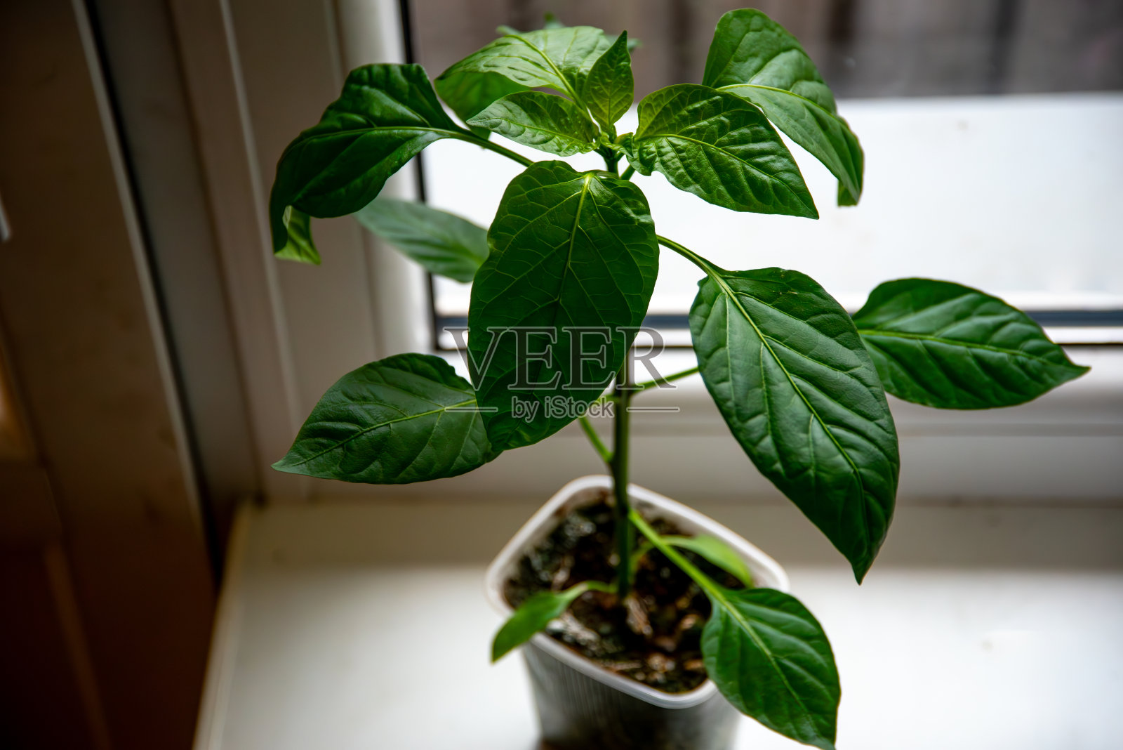 春天白色窗台上的青椒照片摄影图片