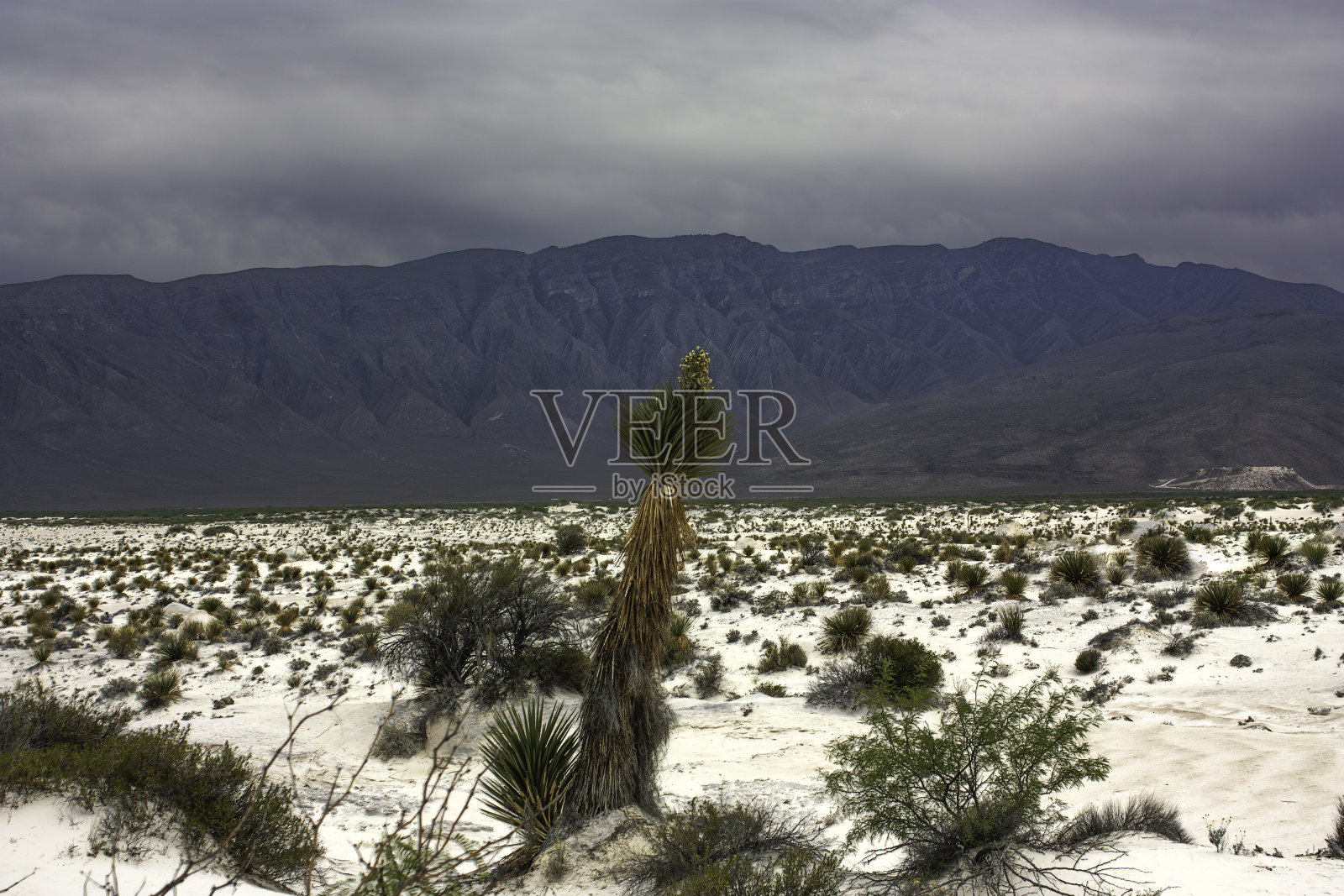 丝兰学名(Manihot esculenta)产于墨西哥科阿韦拉山脉环绕的白色沙漠中难以找到的石膏沙丘照片摄影图片