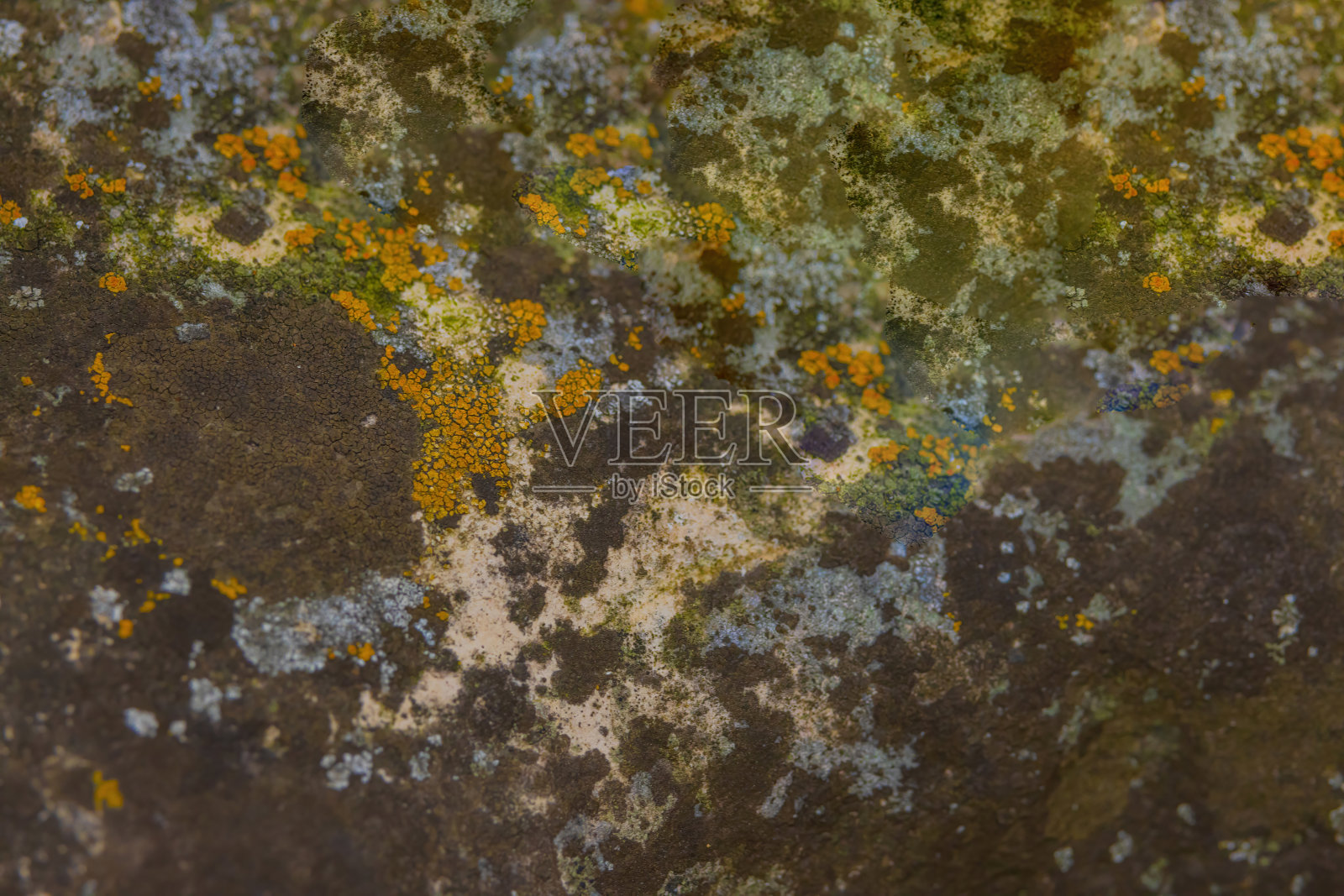 地衣地图(Rhizocarpon Geographicum)照片摄影图片