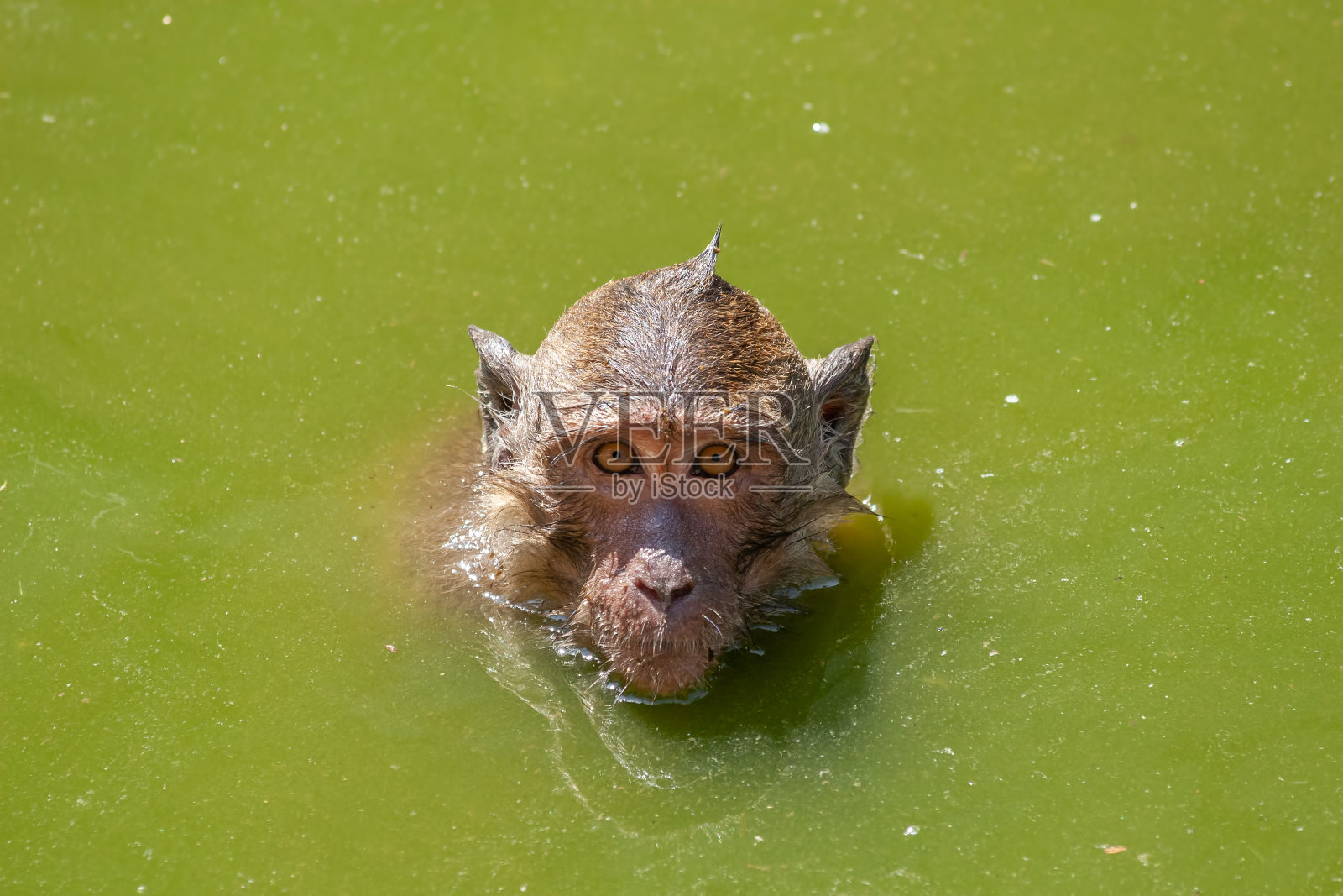 水中的食蟹猕猴照片摄影图片