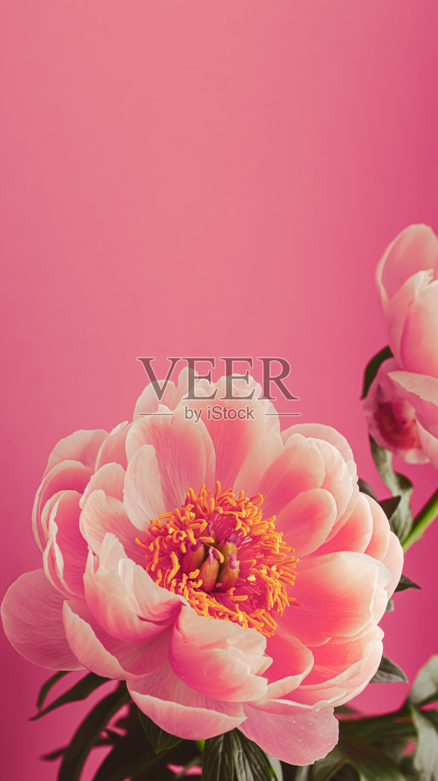 粉红色的牡丹在粉红色的背景。照片摄影图片