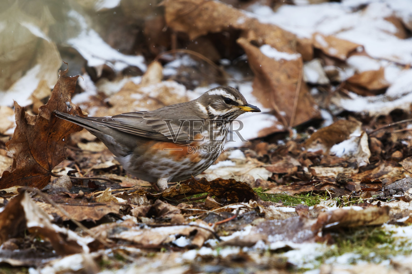 红翅(turdus iliacus)在春天的降雪中在花园里寻找食物。照片摄影图片
