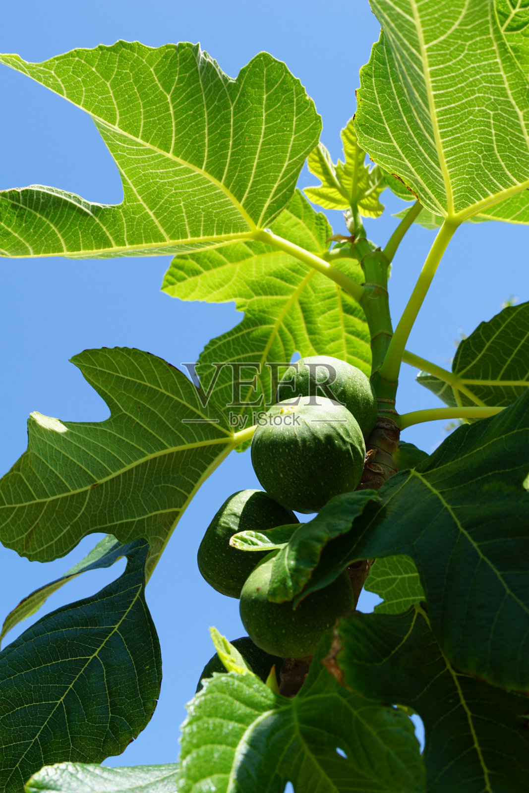 无花果的果实或放在初夏的拉丁无花果树上照片摄影图片