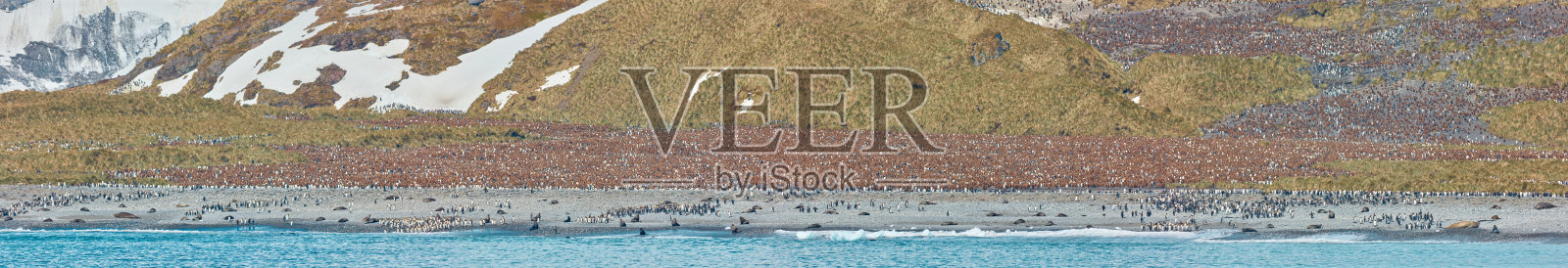 企鹅王的天堂- 40000多只照片摄影图片