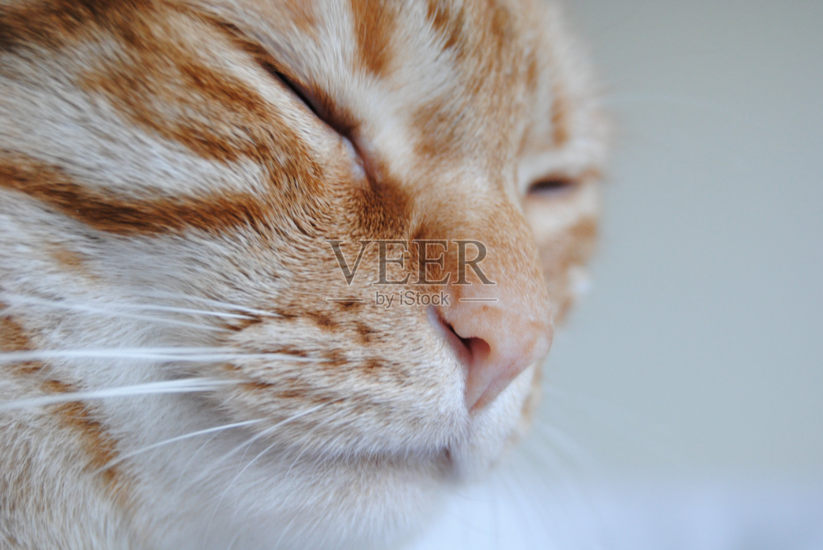 舒缓的宁静:一只橙色虎斑猫的特写肖像,闭着琥珀色的眼睛-捕捉猫咪满足的宁静之美照片摄影图片