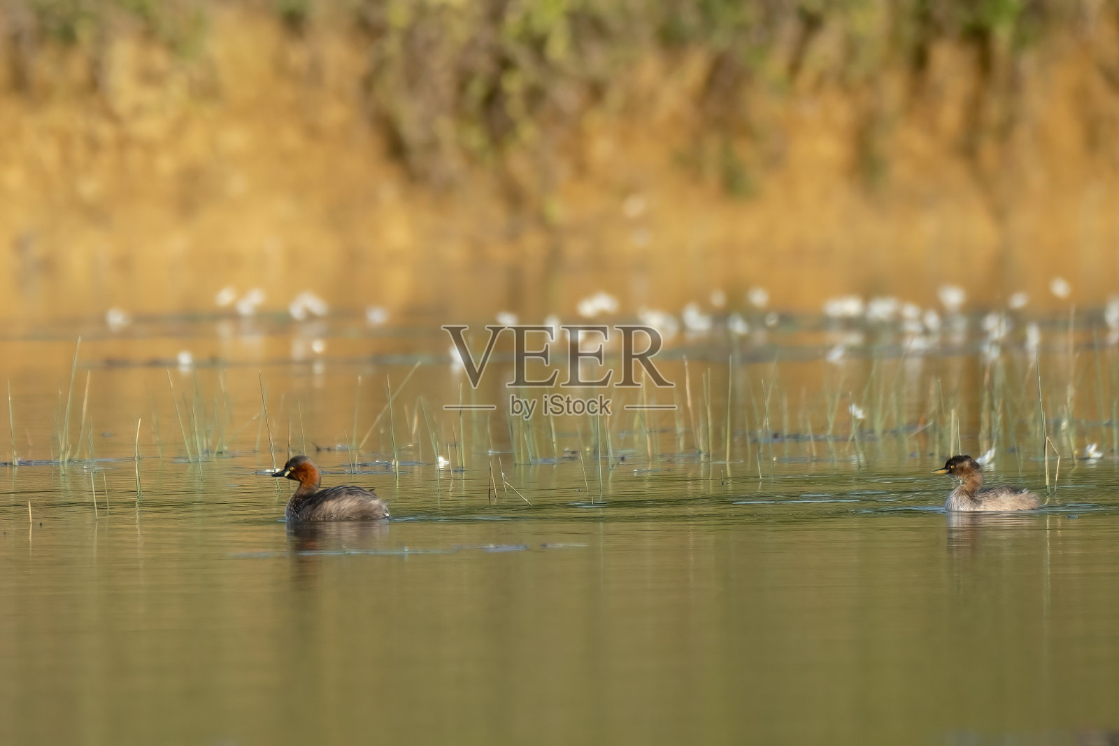 小灰熊,在湖水里游泳照片摄影图片