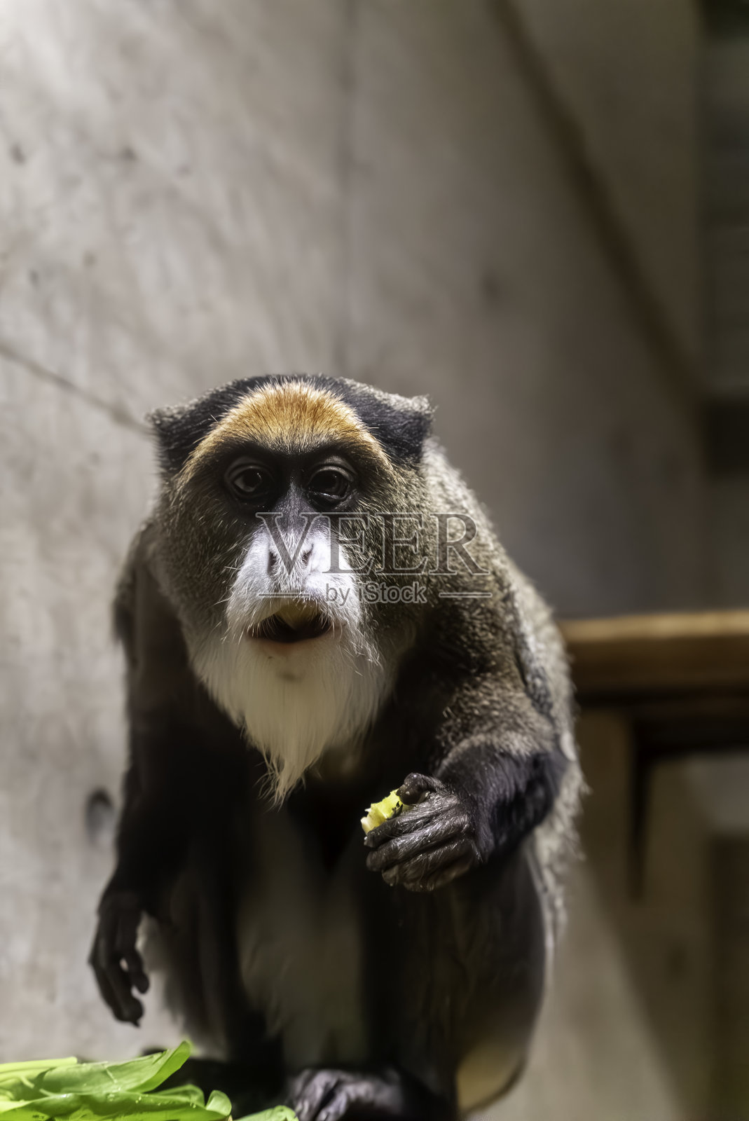 盖农弟兄一脸惊讶照片摄影图片