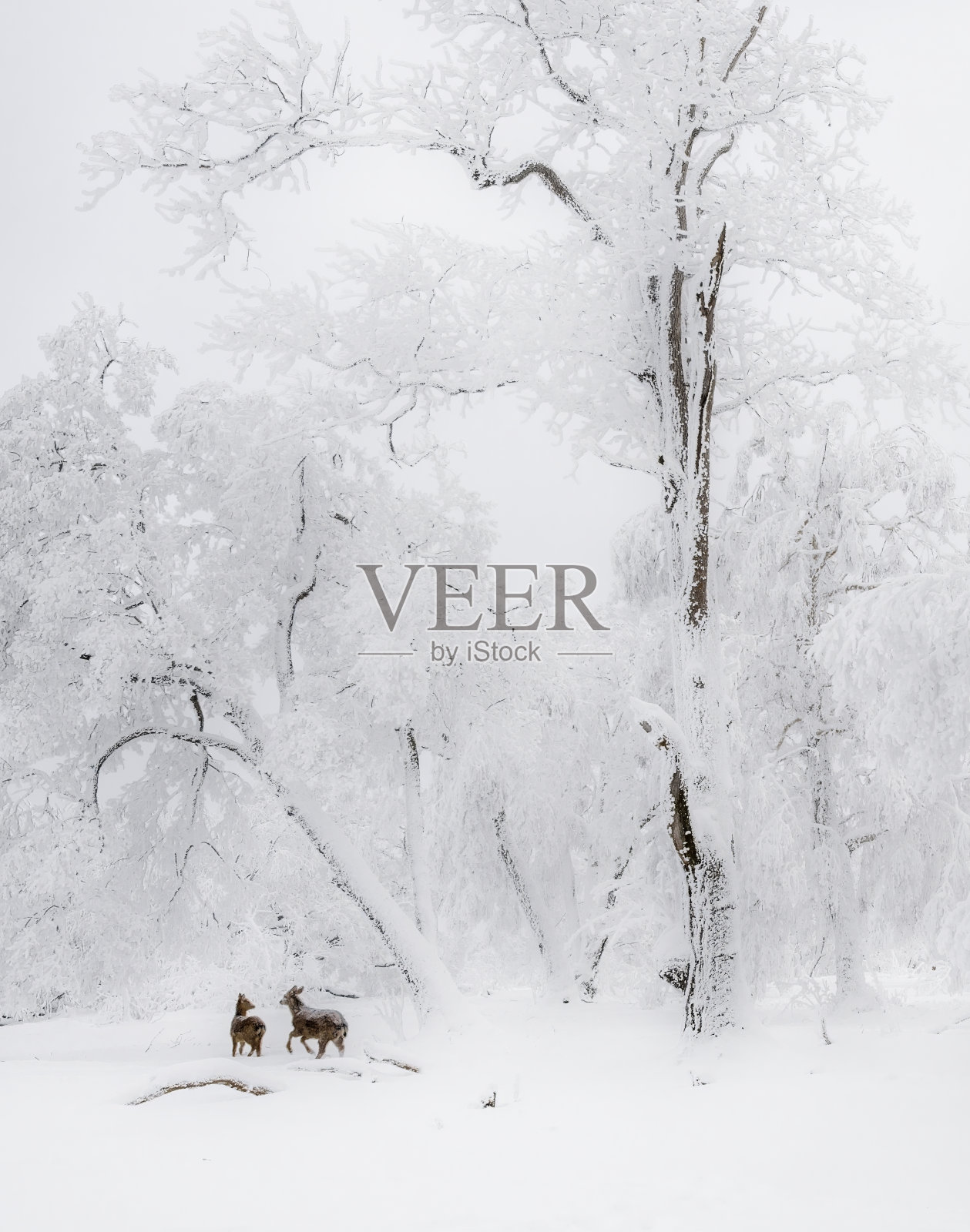 雪山里的梅花鹿照片摄影图片