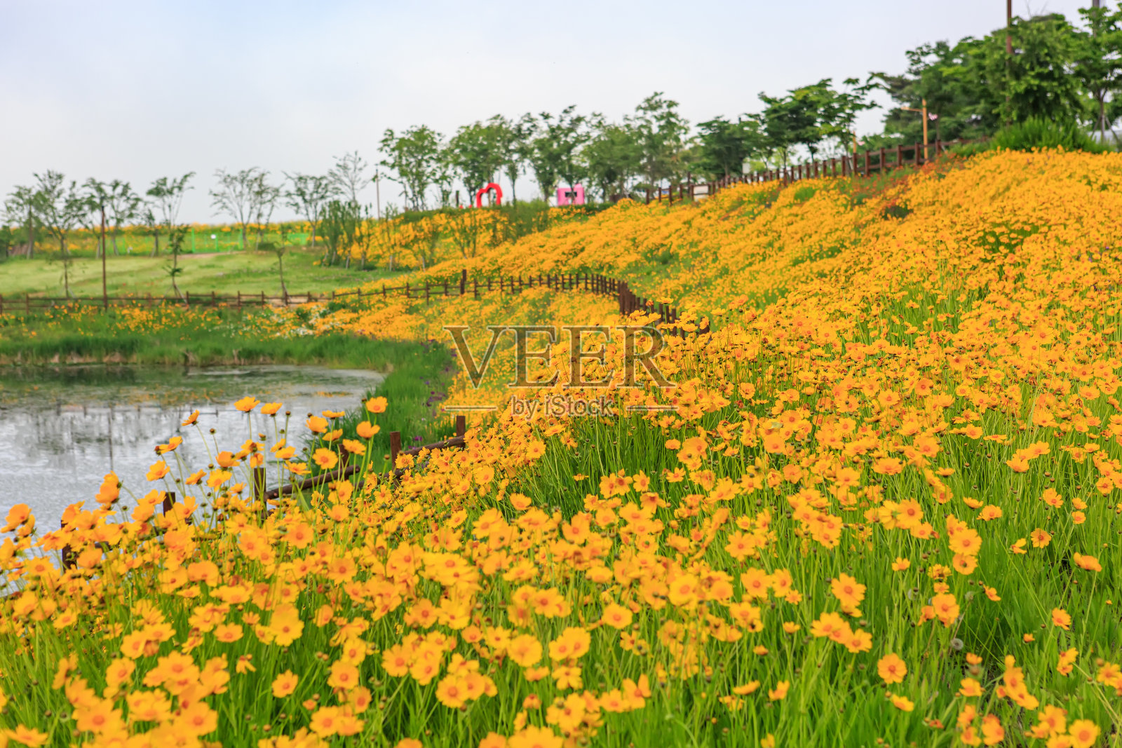 春光明媚,江边的田野上开满了各种各样的牡丹。韩国山清郡汉巴克公园的牡丹花景。照片摄影图片