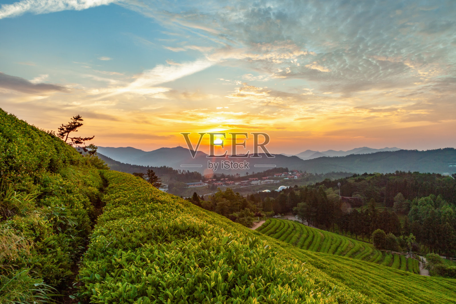 在韩国保城的绿茶田里,太阳升起的景色照片摄影图片