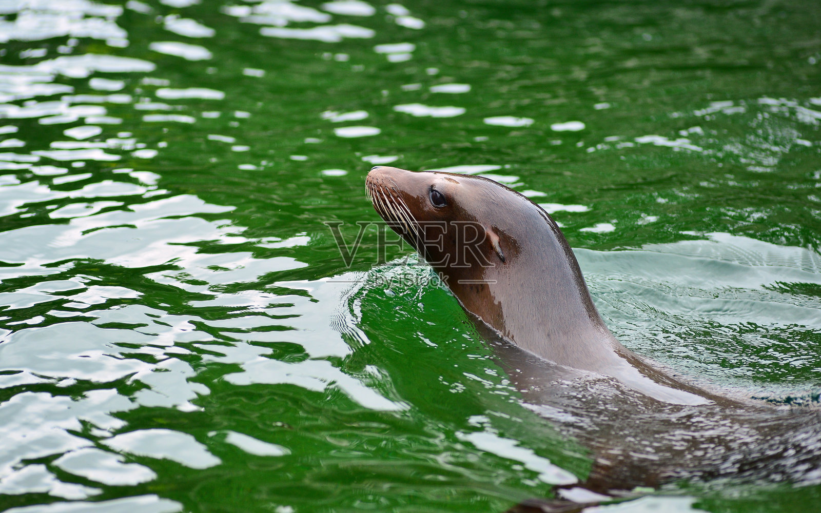 海狮嬉戏照片摄影图片