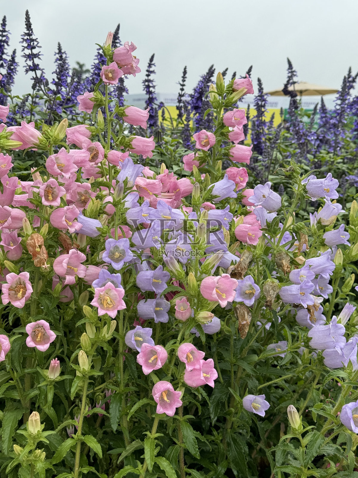 风铃照片摄影图片