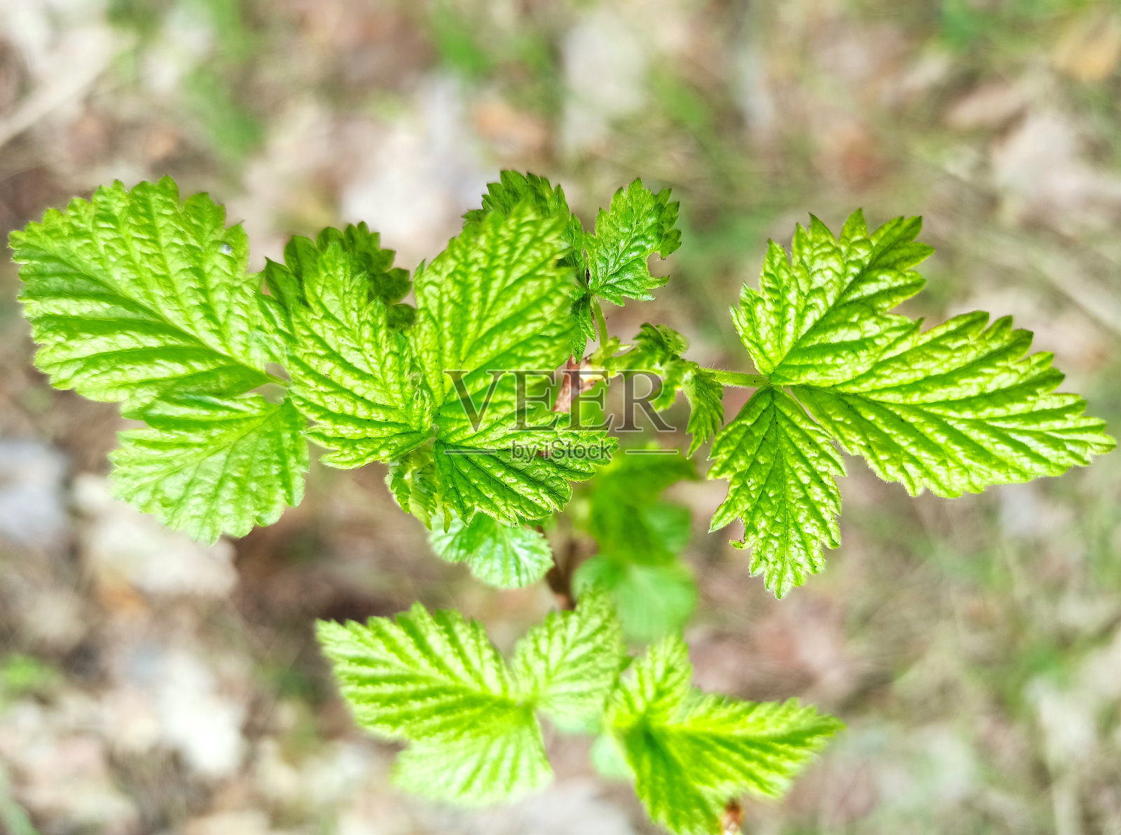 花园里新鲜的覆盆子叶。树莓在春天长出了第一片叶子。俯视图照片摄影图片