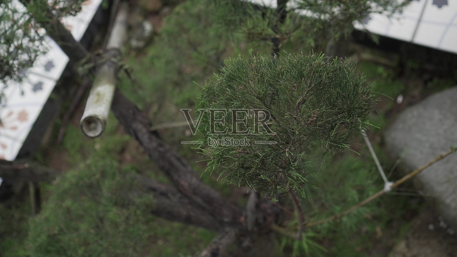 超级豪华的虾柏树盆景备受追捧照片摄影图片