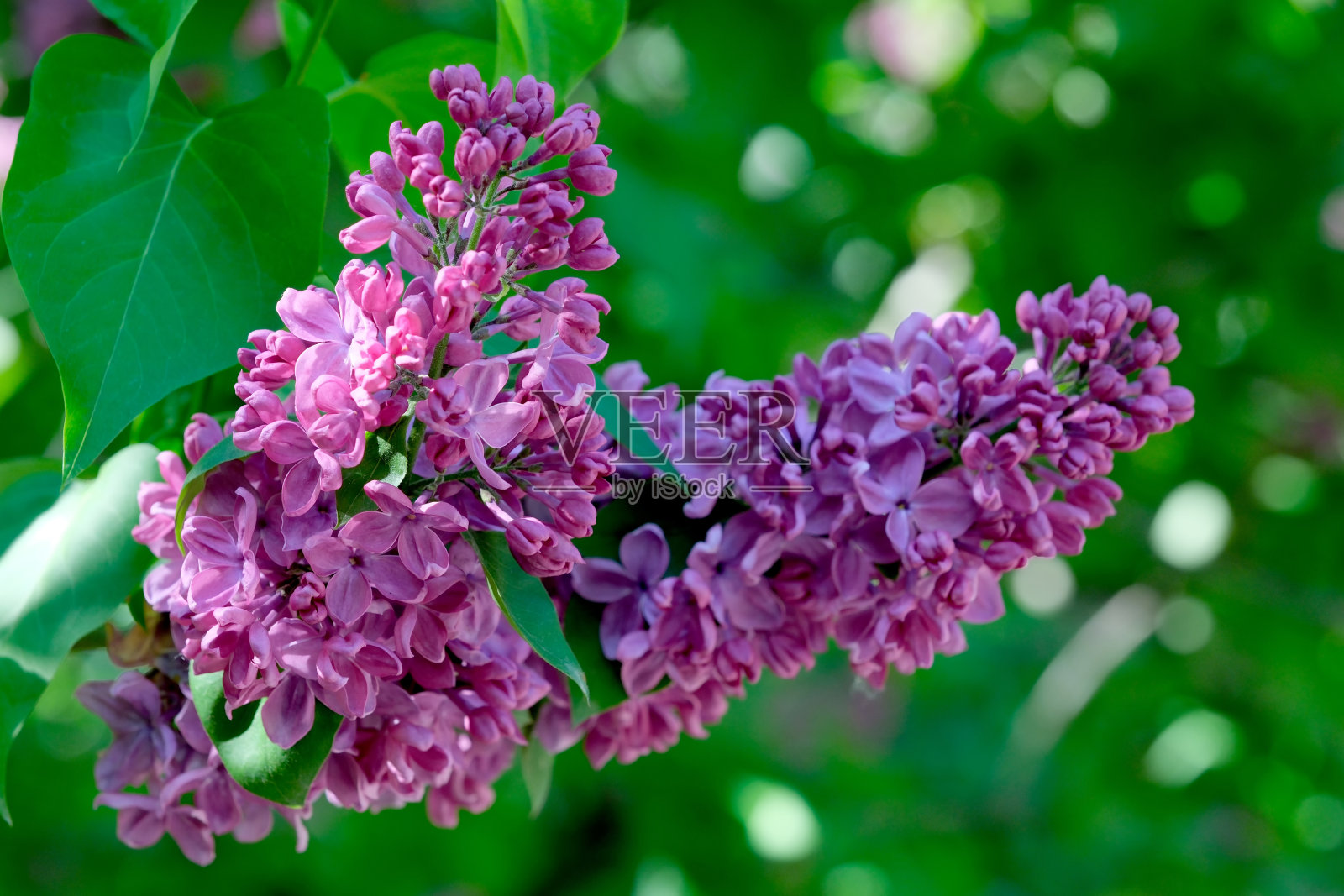 在一个阳光明媚的春日,植物园里盛开着茂盛美丽的丁香照片摄影图片