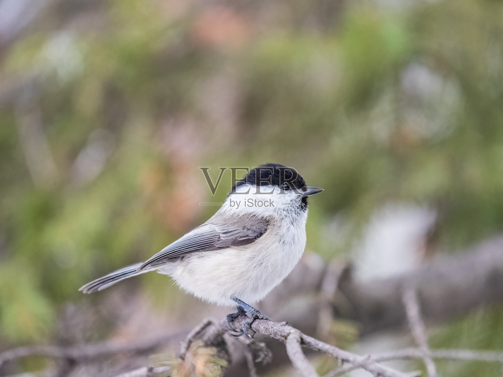 可爱的小鸟柳树山雀,歌唱的小鸟在冬天坐在树枝上没有叶子。照片摄影图片