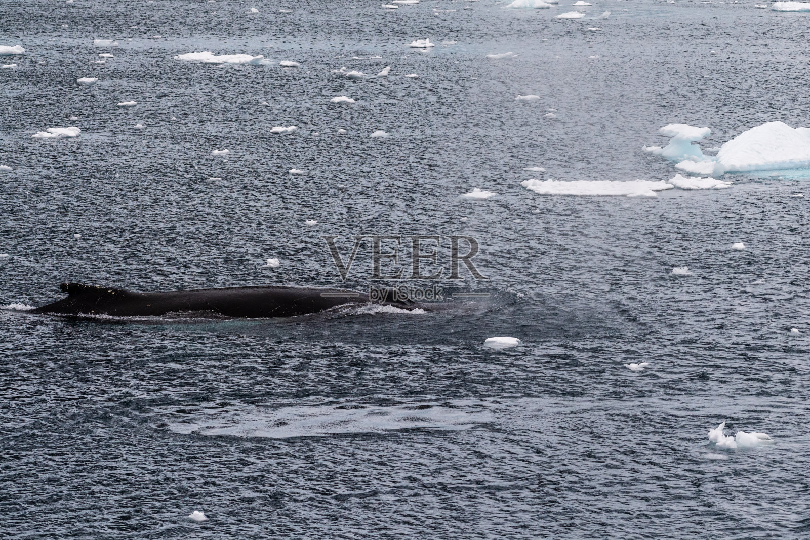 座头鲸背鳍和气孔的细节照片摄影图片